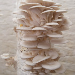 Foto: www.permafungi.be