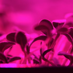 Foto: Urban Smart Farm